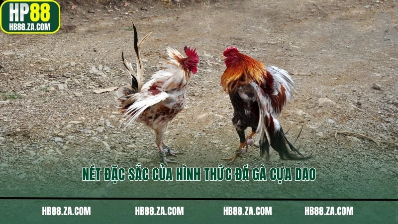 Nét đặc sắc của hình thức đá gà cựa dao