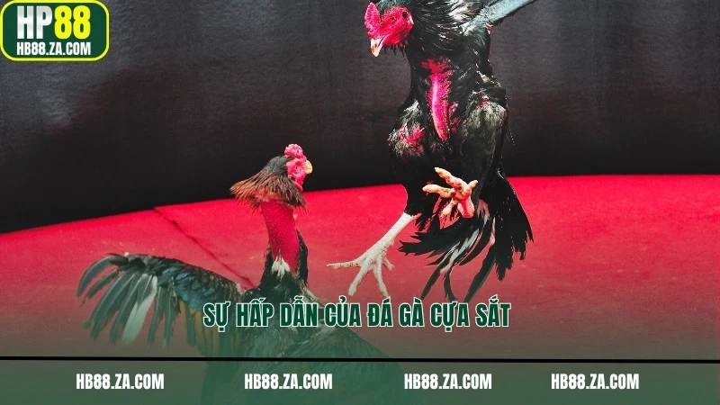 Sự hấp dẫn của đá gà cựa sắt