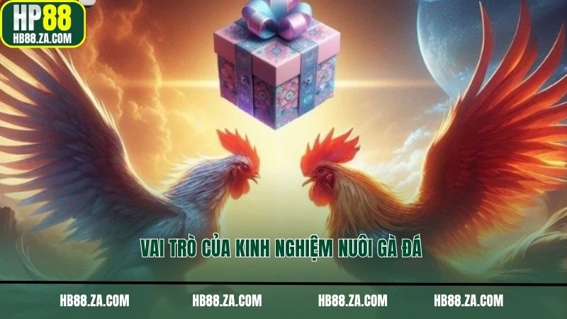 Vai trò của kinh nghiệm nuôi gà đá